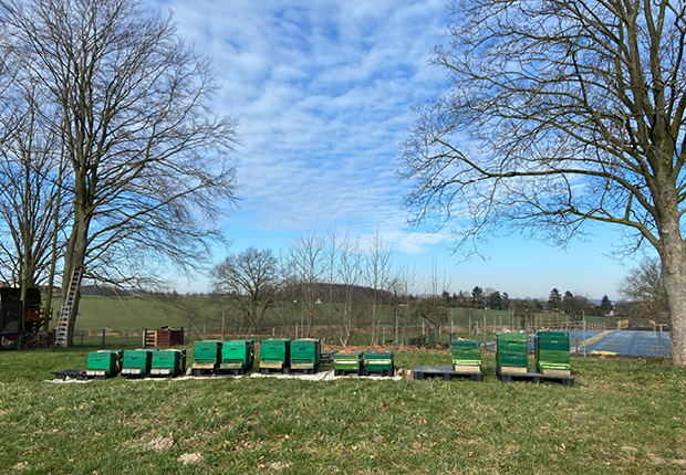 Bienenstöcke auf dem Beermann Grundstück